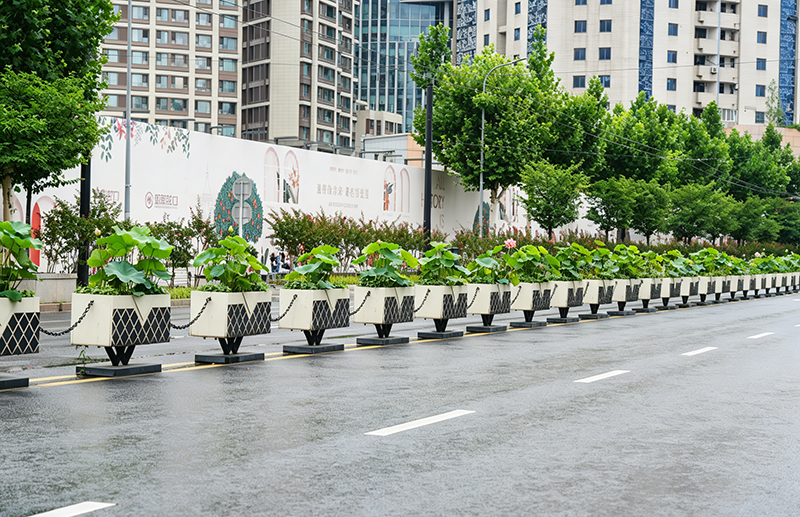 荷风入街巷:上海街头园艺的创新与思考 荷风入街巷:上海街头园艺的创新与思考