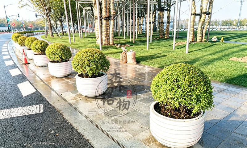金华上海浦东道路不锈钢波纹花钵应用案例